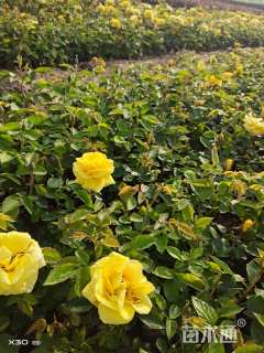 高度30厘米红帽月季