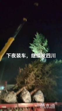 高度700厘米云杉