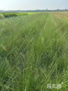 高度40厘米粉黛乱子草