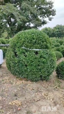 冠幅220厘米大叶黄杨球