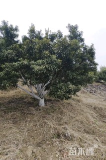 13公分美国红枫