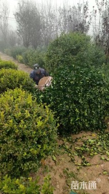 高度150厘米冬青卫矛