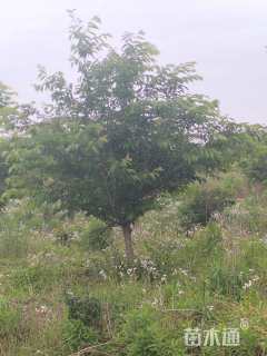 20公分樱花