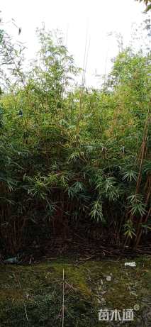 地栽苗观音竹
