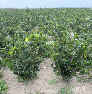 高度60厘米大叶黄杨