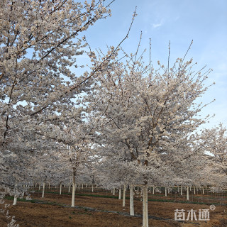 12公分染井吉野樱