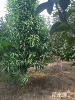 8公分染井吉野樱