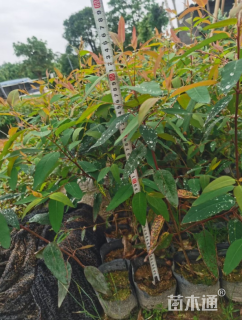 高度50厘米桉树小苗