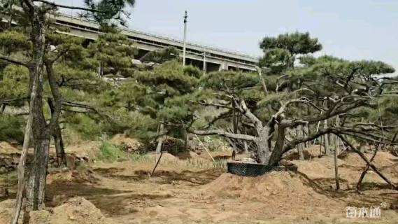 20公分造型油松