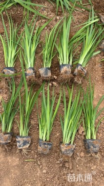 高度20厘米水生鸢尾