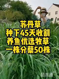 苏丹草种子