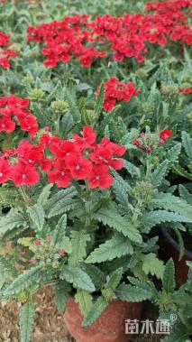 高度10厘米美女樱