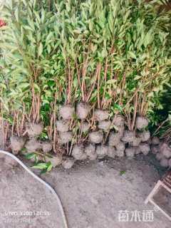 高度160厘米法国冬青