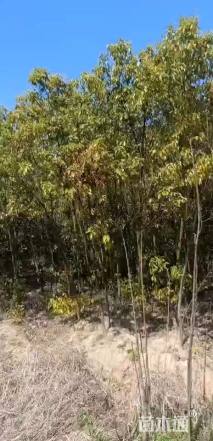 4公分香樟
