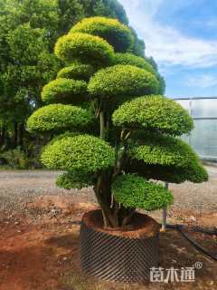 25公分造型亮晶女贞