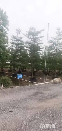 13公分小叶榄仁