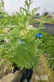 高度30厘米车前草