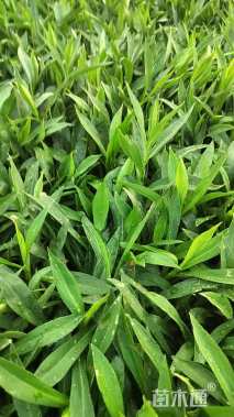 高度15厘米紫菀