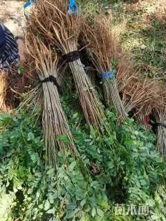 高度40厘米紫穗槐