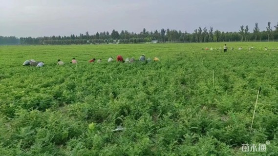 高度50厘米紫穗槐