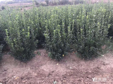 冠幅35厘米卫矛球