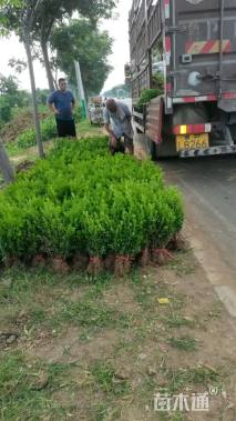 冠幅30厘米瓜子黄杨球