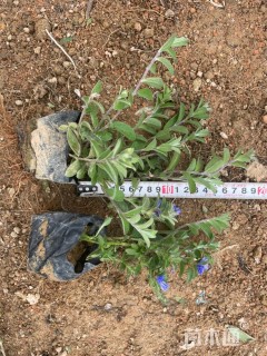 高度20厘米八仙花