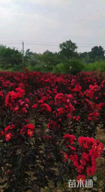 高度300厘米丛生紫薇