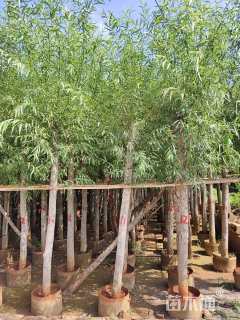 5公分竹柳