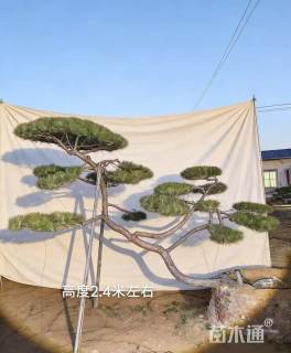 18公分造型黑松