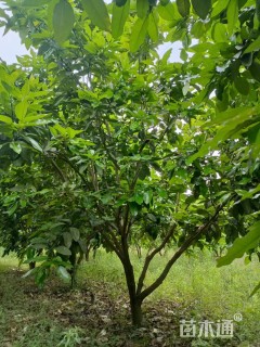 12公分柚子树