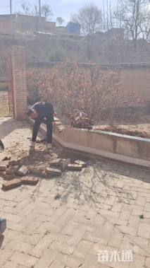 高度220厘米牡丹