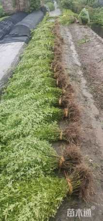 高度60厘米云南黄馨