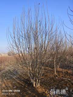 高度400厘米丛生白玉兰