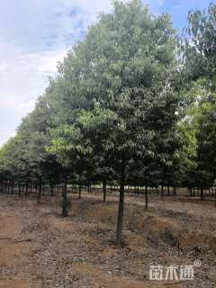 12公分香樟