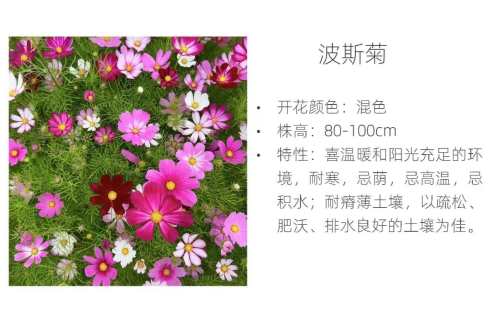 波斯菊种子