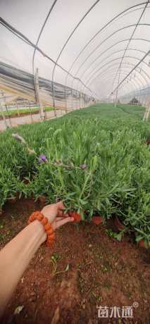 高度20厘米薰衣草