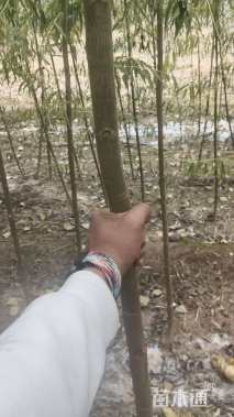 3公分旱柳