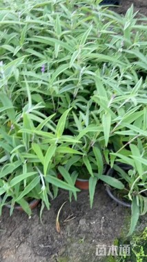 高度15厘米墨西哥鼠尾草