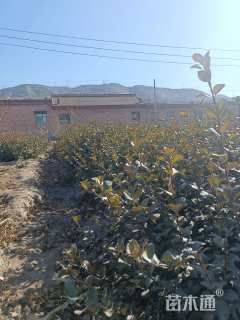 高度60厘米卫矛