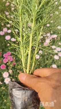 高度20厘米玛格丽特花