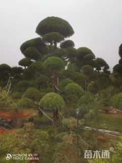 18公分造型龙柏