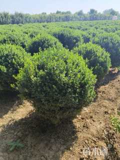 冠幅100厘米小叶黄杨球