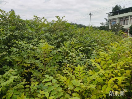 高度60厘米黄柏小苗