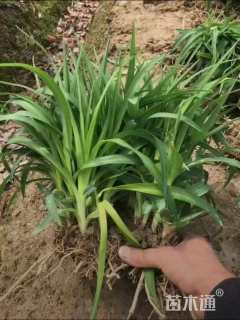 高度20厘米金娃娃萱草