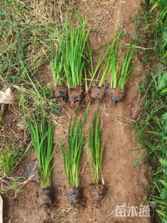 高度25厘米黄菖蒲