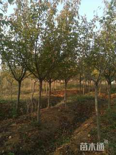 12公分日本晚樱