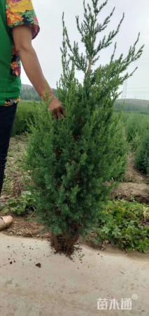 高度50厘米高度50厘米蜀桧苗