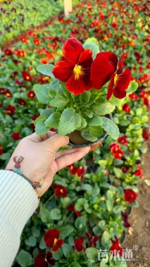 高度10厘米三色堇【价格/图片】仅供参考 ➡详情📞📞