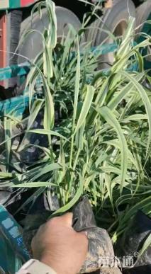 高度10厘米花叶芦竹